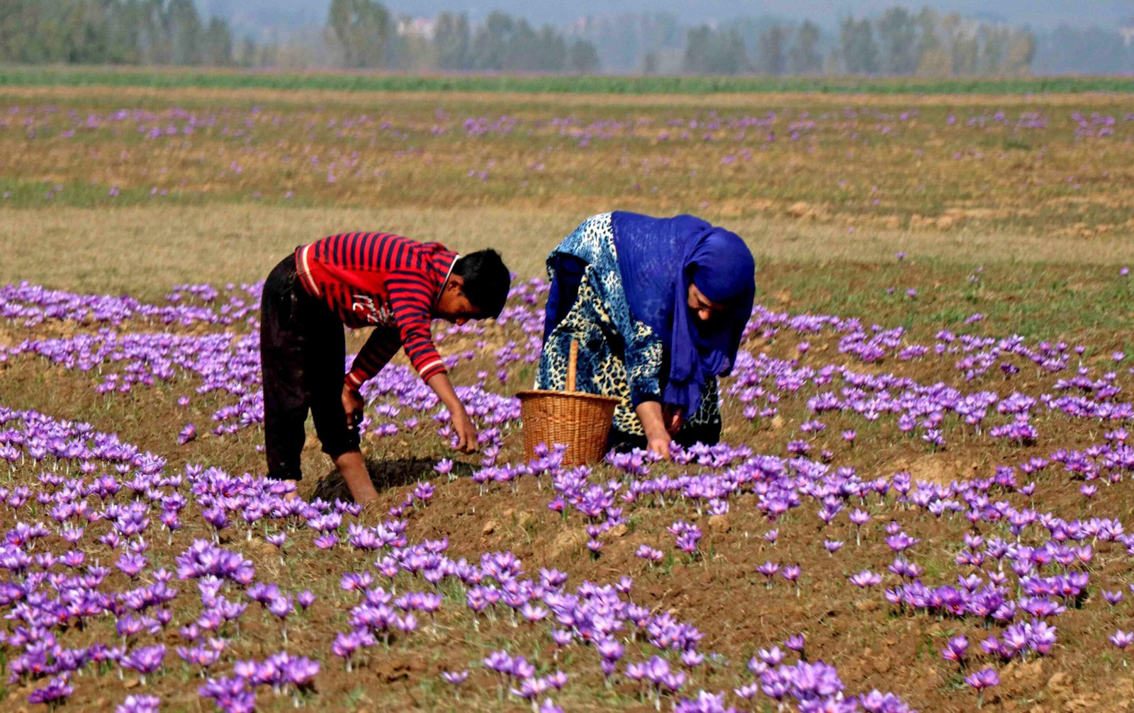 Kashmir Family collects saffron flowers at a Saffron field in Pampore on the outskirts of Srinagar Umar Ganie 15 scaled