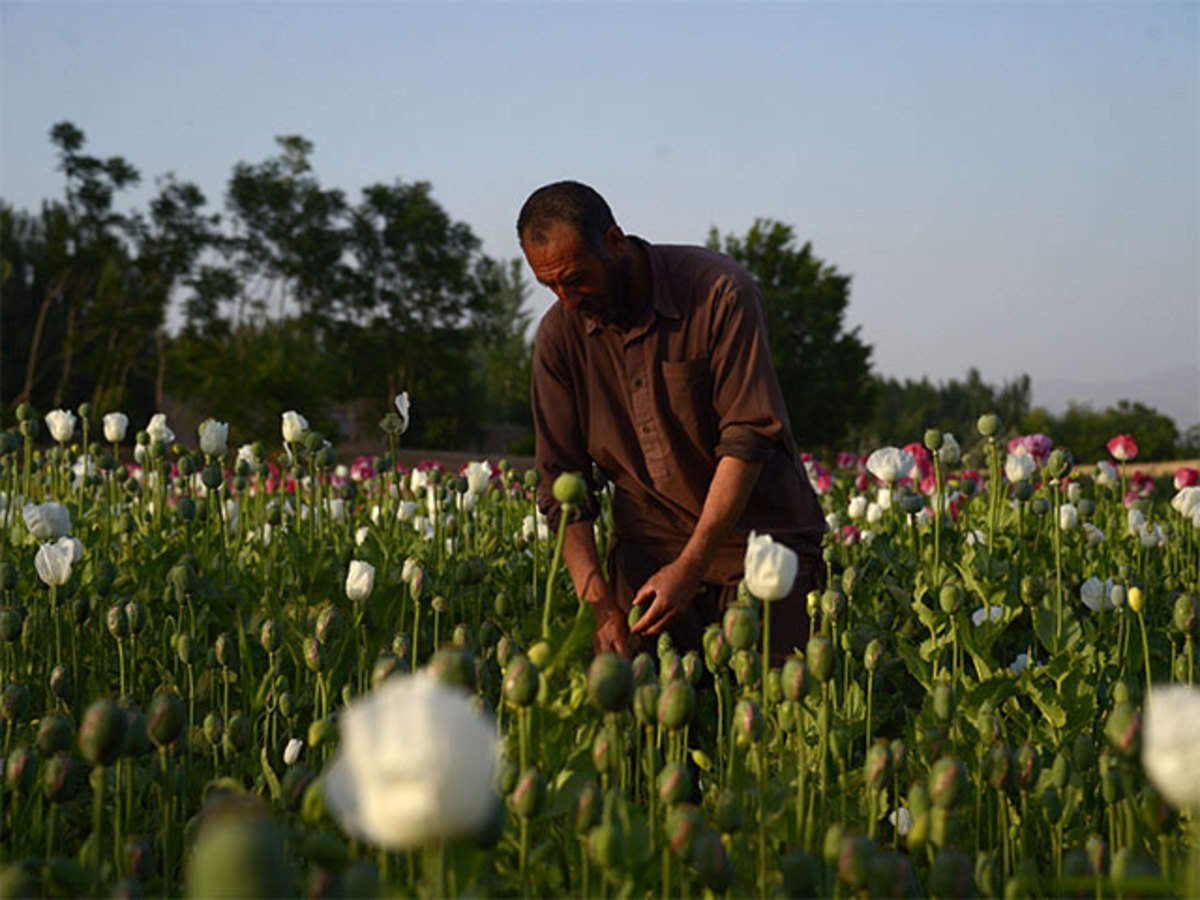 record high opium production in afghanistan creates multiple challenges for region and beyond un