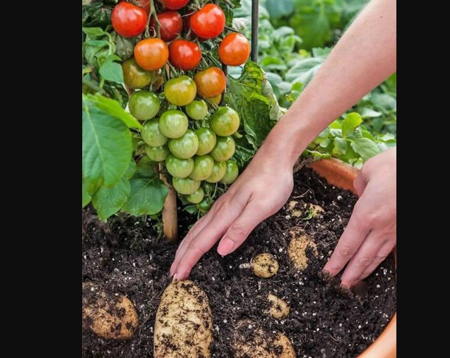 Screenshot 2022 07 17 112446