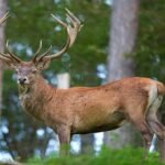 Project hangul Kashmir stag