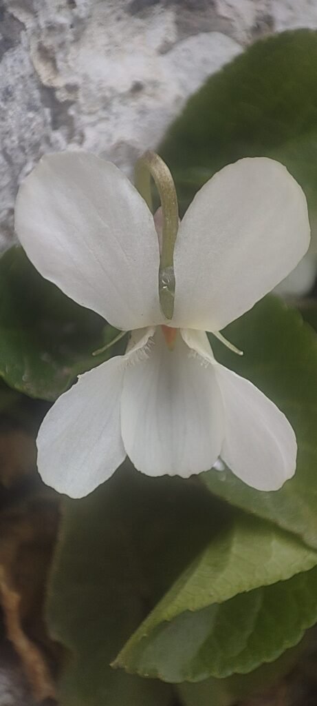Viola: Scientists discover new plant species in Kashmir 4 Voilet 2 1