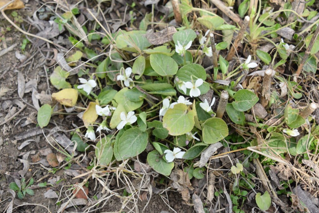 Viola: Scientists discover new plant species in Kashmir 3 Voilet 4