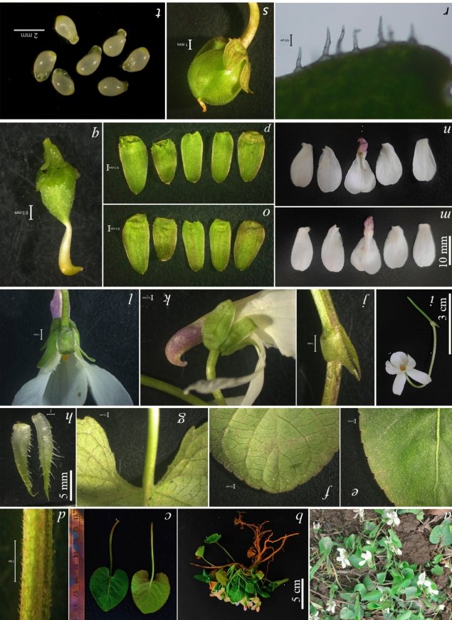 Viola: Scientists discover new plant species in Kashmir 2 l