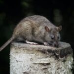 rat