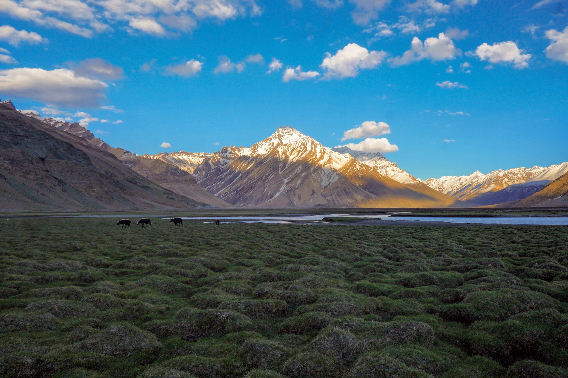 meadow under kunlun mountains