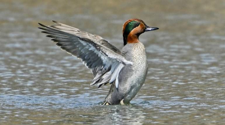 Great winged Teal Anas carolinensis m Sam Smith Toronto1 Photo by Mykola Swarnyk via Wikimedia Commons 3 770x433 1
