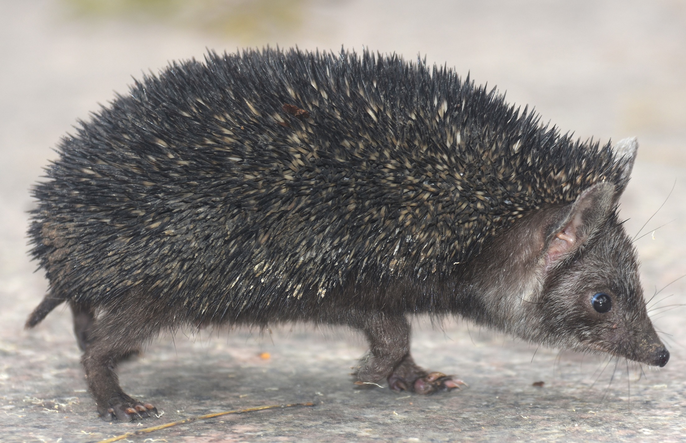 Presence of Indian Long Eared Hedgehog reported in Nowshera