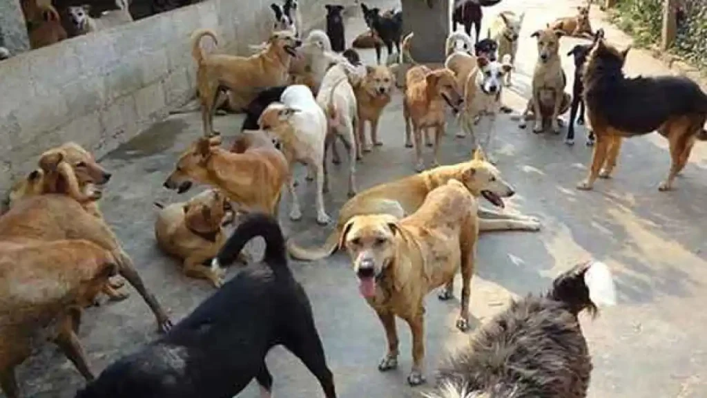 dogs