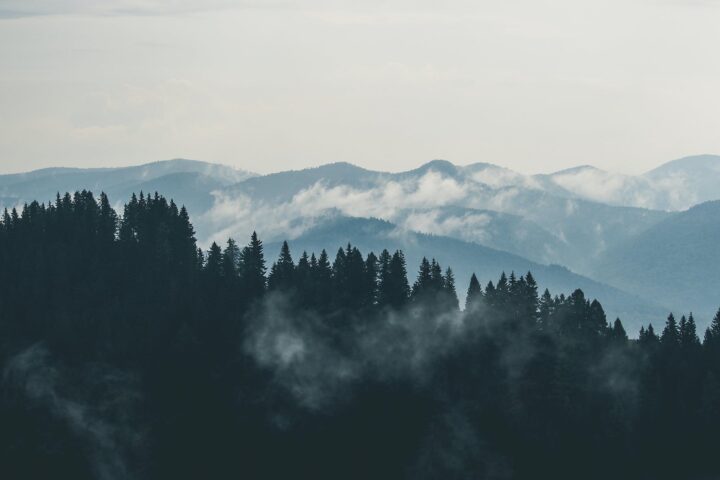 aerial photography of pine trees on the mountain