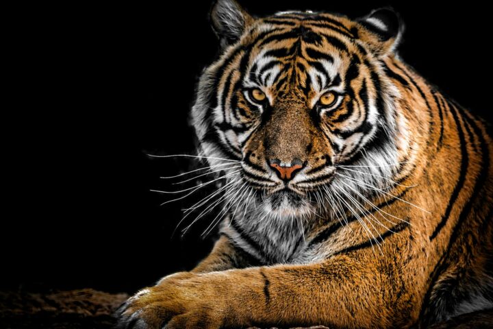 close up photography of tiger