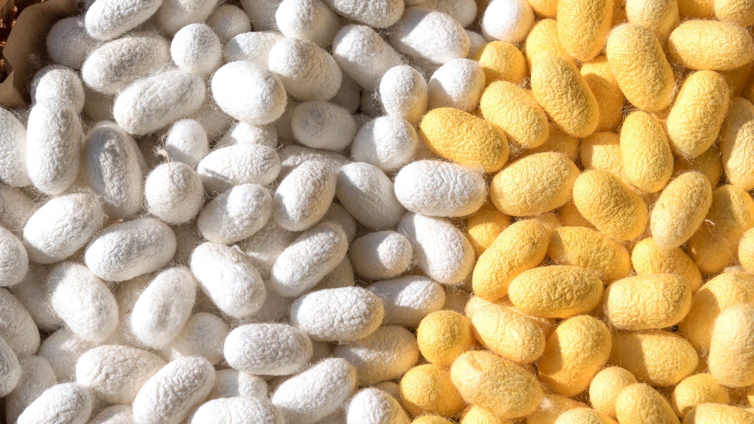 white yellow silkworm cocoons how silk is made scaled 1