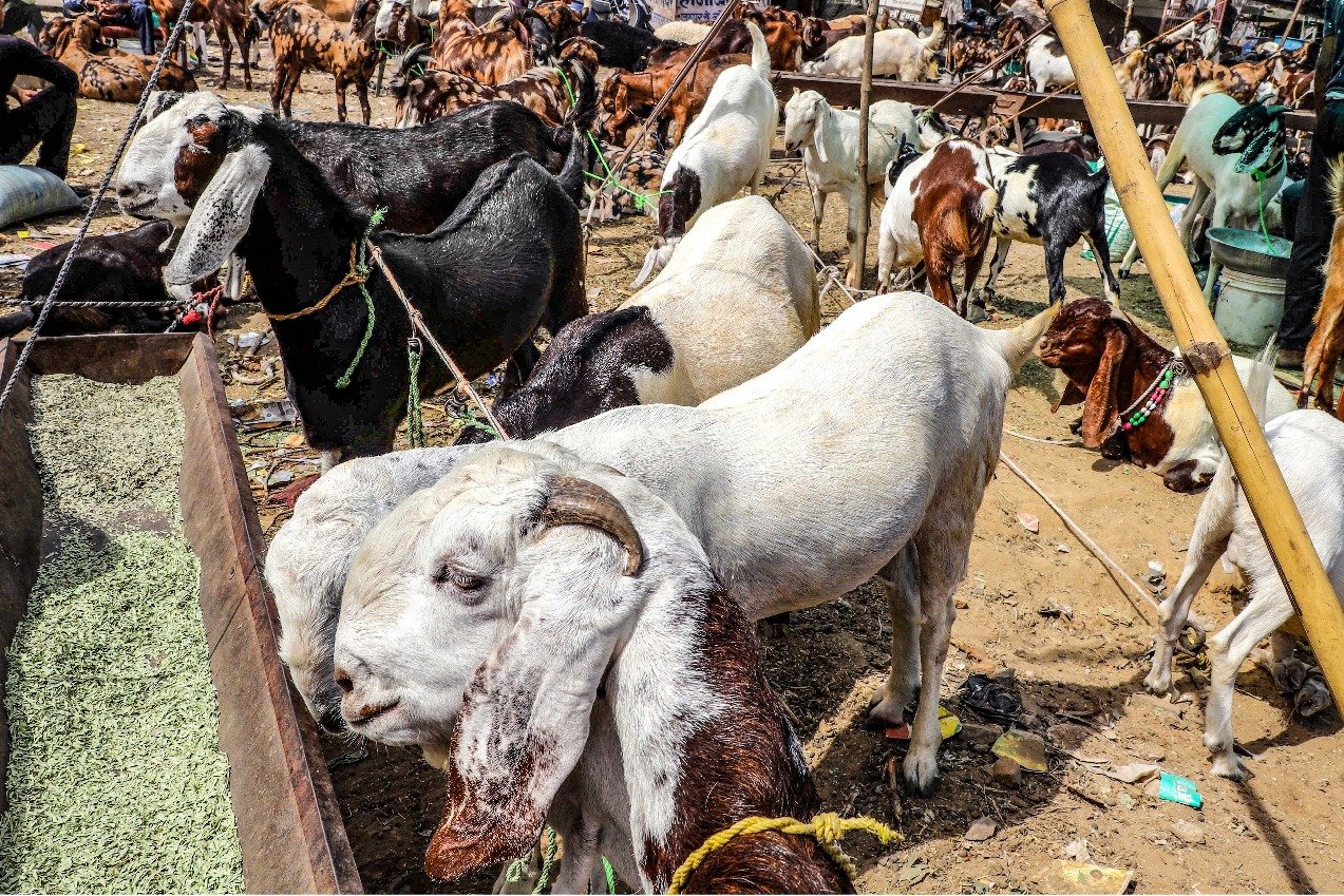 qurbani