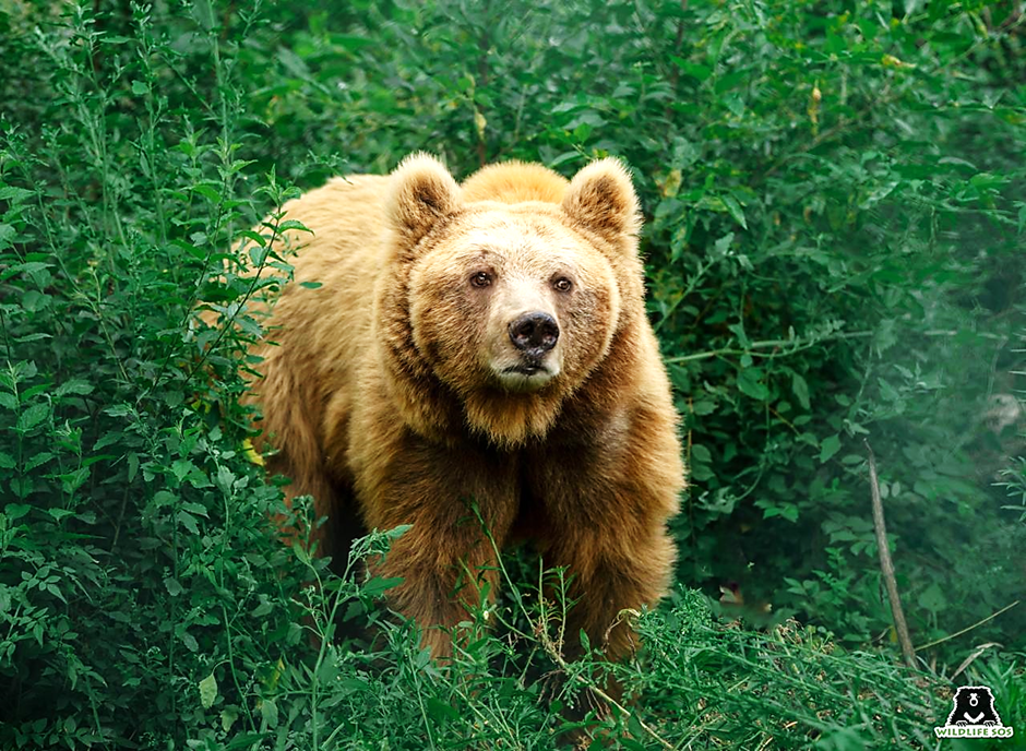 bear