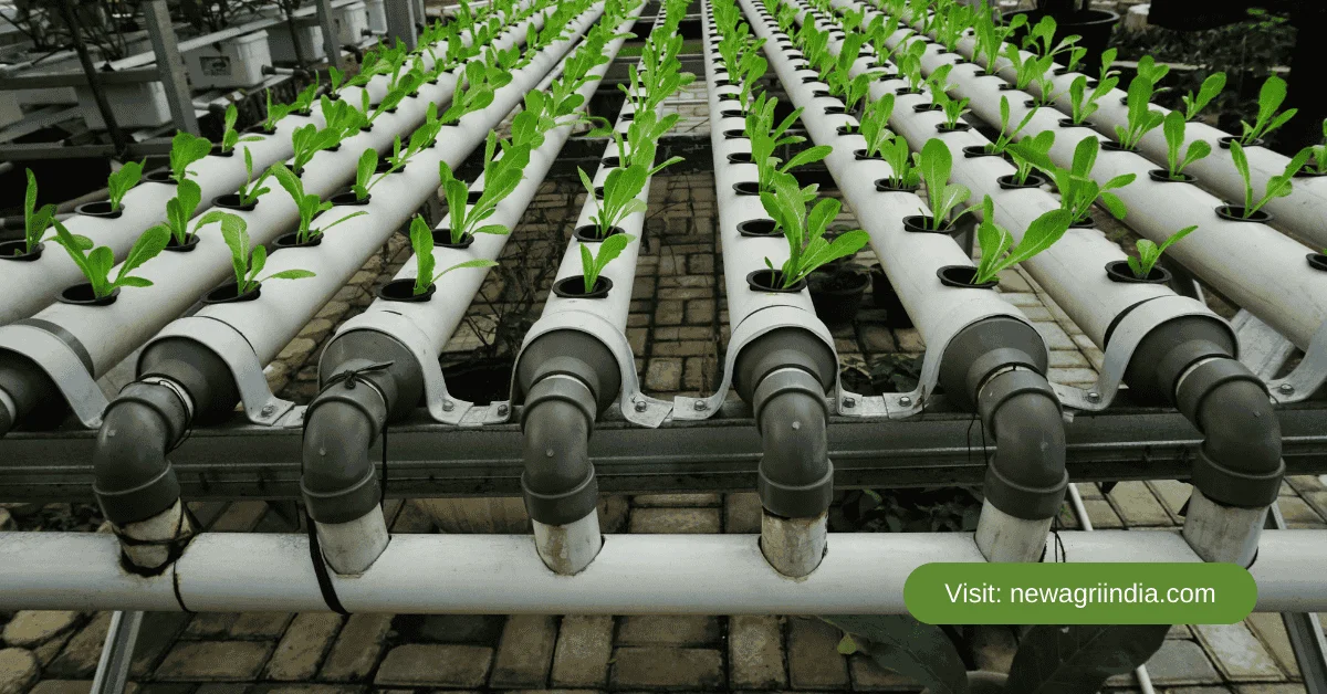 Hydroponic Farming The Compelete Basics of Soilless Agriculture