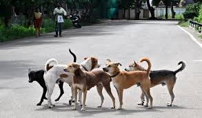 Dogs